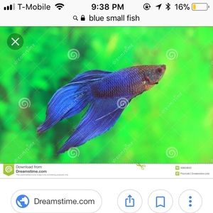 Meet your Posher, Diana